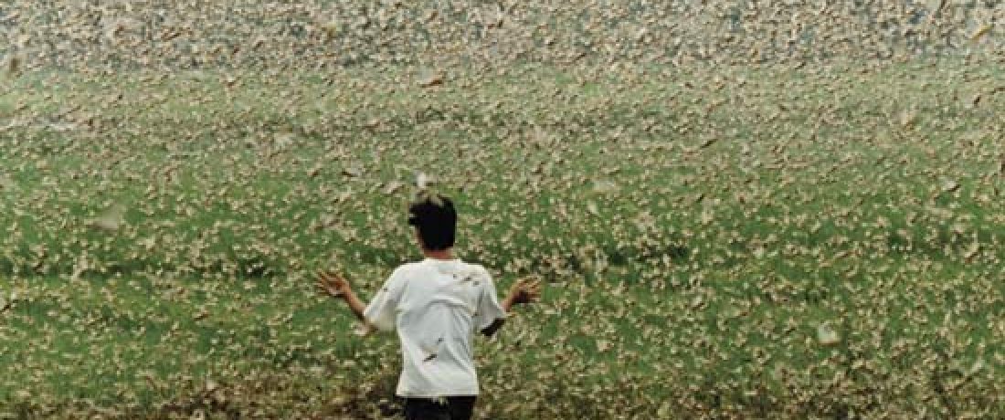 What now; Locusts? What now; Locusts?