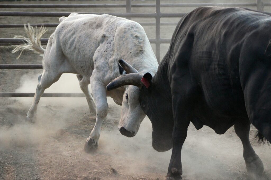 Markets Brief: How to Know When We're Really in a New Bull Market